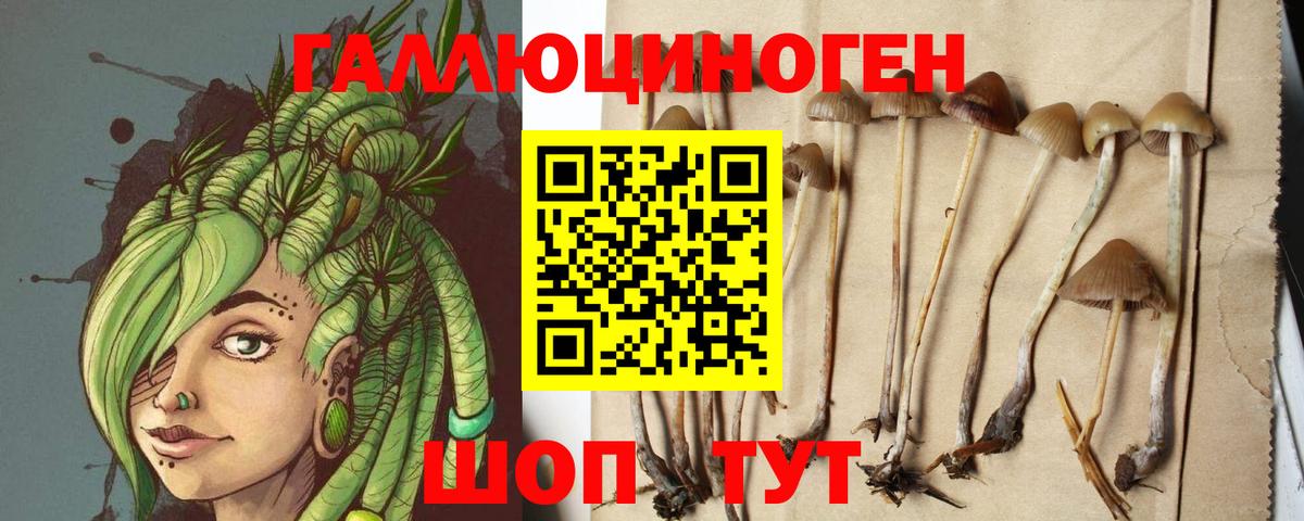 Псилоцибиновые грибы Psilocybine cubensis Чехов